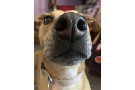 i like taking snoot pictures of my dog : r/Snoots