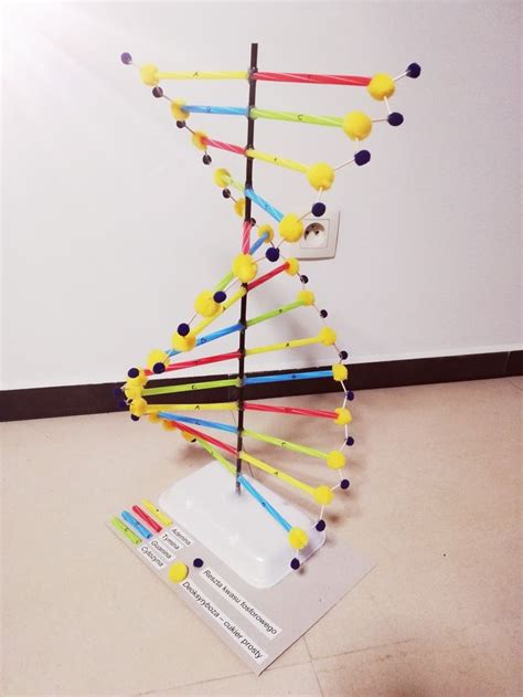 How To Make A Dna Model Project