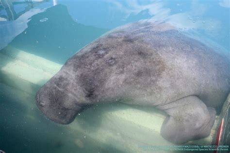 The Importance of Manatee Conservation