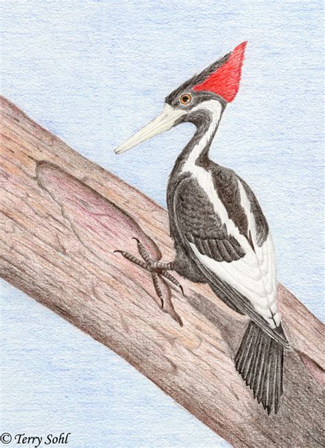 Ivory-billed Woodpecker - Drawing by Terry Sohl