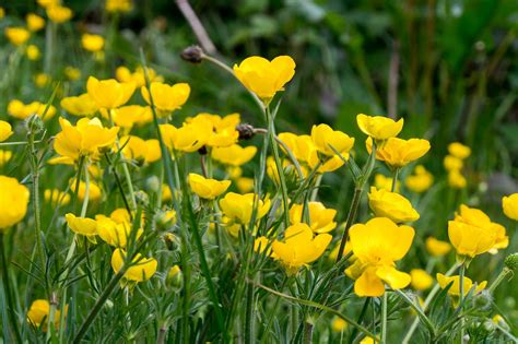 Buttercups | Buttercup, Plants, Flowers