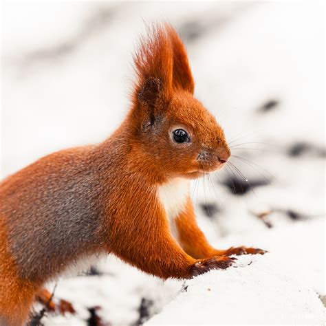 Red Squirrel in snow | animals | Pinterest