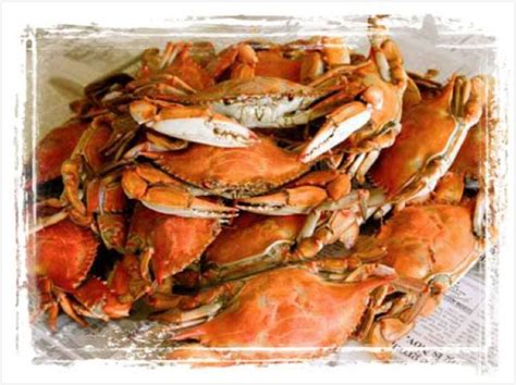 Crab Alley - OCMD Fishing News & Fish Reports, Weather