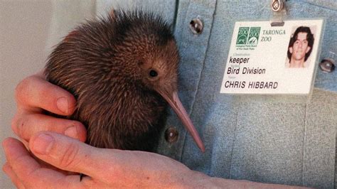 Kiwi Bird Is It Endangered | Bruin Blog