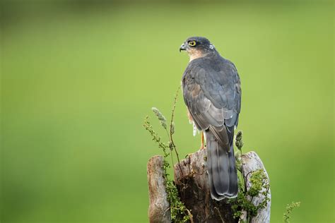 Sparrowhawk Bird Facts | Accipiter Nisus