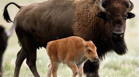 Baby bison euthanized at Yellowstone after tourists launch rash ‘rescue ...