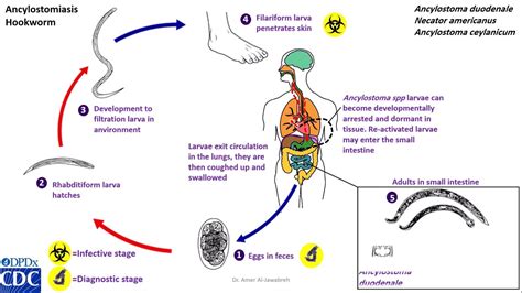 Ancylostoma Duodenale Life Cycle
