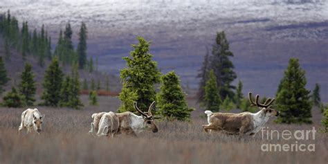 Denali Caribou Photograph by M Mapp - Fine Art America