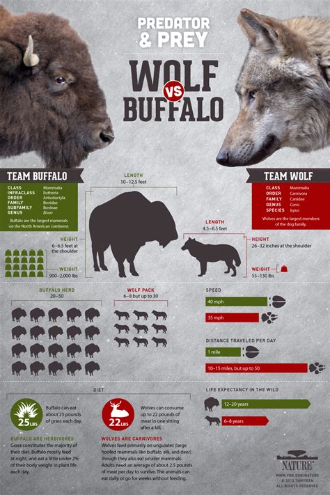 Cold Warriors: Wolves and Buffalo | Infographic: Wolf versus Buffalo ...