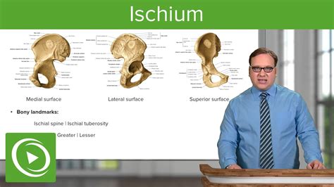 Ischium: Location, Body & Bony Landmarks – Anatomy | Medical Education Videos - YouTube