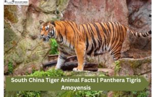 South China Tiger Animal Facts | Panthera Tigris Amoyensis - WildLifeGrow