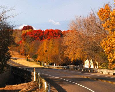 Trees for Fall Color: Shumard Red Oak - Neil Sperry's GARDENS