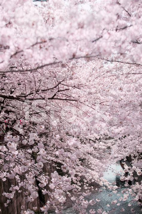 Cherry Blossoms At Meguro River Stock Photo | Royalty-Free | FreeImages