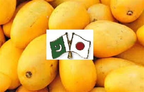 Export of Pakistani Mangoes to Japan Has Started Owing to Temporary Measure by Japanese ...