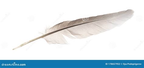 Natural Bird Feathers Isolated on a White Background. Pigeon and Goose ...