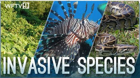 Invasive species | Ecology Quiz - Quizizz