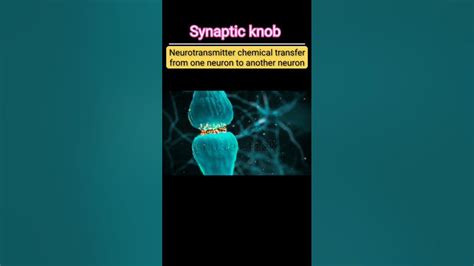 Synaptic knob of Neuron #like #subscribe #comments #Crazy590Saurav ...