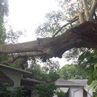 Tree Service in Safety Harbor FL | Tree Removal | Tree Trimming