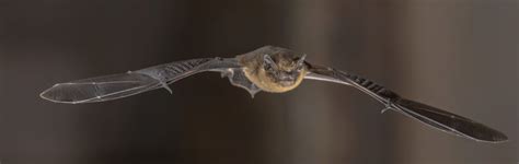 Bat Speciation - DNA Analysis of Droppings | ADAS