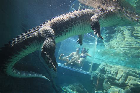 Crocosaurus Cove, o parque em que pode mergulhar com crocodilos