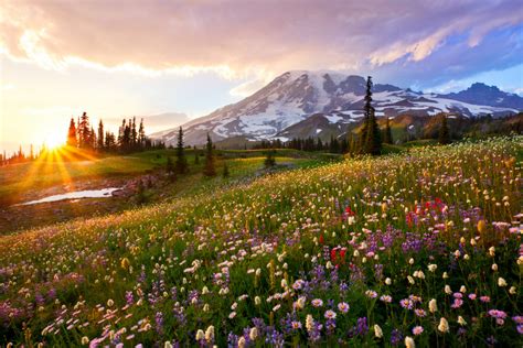 11 Curiosità su Mount Rainier National Park | TJMBB