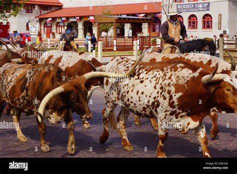 Fort Worth, Texas cattle drive Stock Photo, Royalty Free Image ...