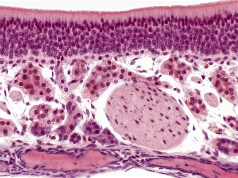 Olfactory Epithelium Histology