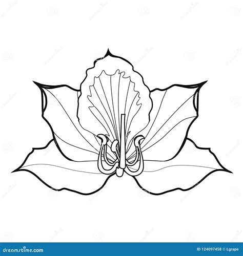 Bauhinia Blossoms. Coloring Book Stock Vector - Illustration of silhouette, orchid: 124097458