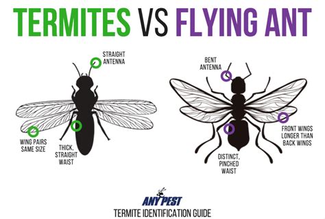 The Difference Between Flying Ants and Termites | Any Pest | Termites, Flying ants, Termite control