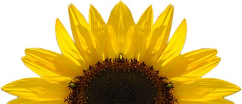 Sunflower, Sunflowers PNG Bouquet Transparent Images Free Download - Free Transparent PNG Logos