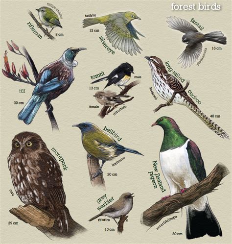 Tips on how to identify New Zealand's native birds. Starting with the Garden Bird Survey and ...