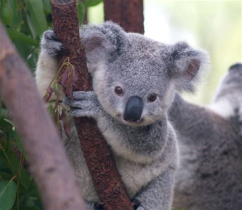 A baby koala :)) : r/aww