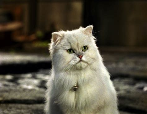 Snowbell | Heroes Wiki | FANDOM powered by Wikia