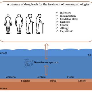 Schematic representation showing the main deep-sea marine organisms... | Download Scientific Diagram