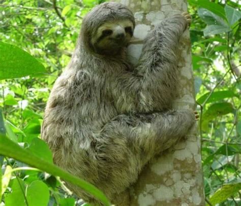 Algae On Sloth Bear