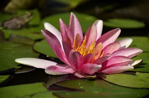 Beautiful lily pad flower Photograph by Dave Sandt - Fine Art America