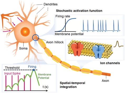 Schematics of a typical neuron. A typical neuron consists of the soma,... | Download Scientific ...