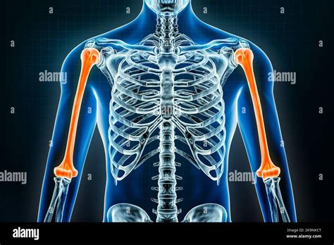 Osteology Of The Upper Limb Last S Anatomy Regional A - vrogue.co