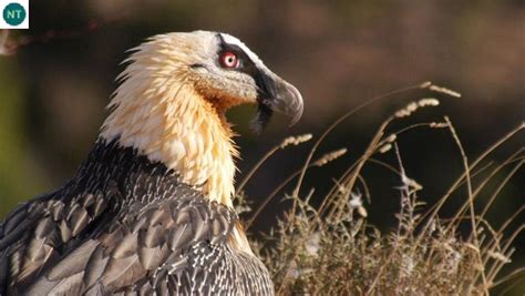 Kền kền râu Âu&Á&Phi | Bearded vulture/Lammergeyer/Lammergeier (Gypaetus barbatus)(Accipitridae ...