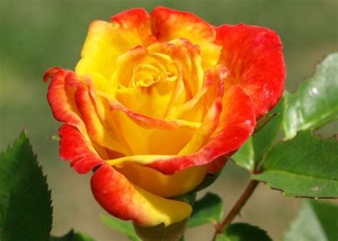 A Rose Colored Garden: 10 Different Types of Roses to Grow - Organic ...