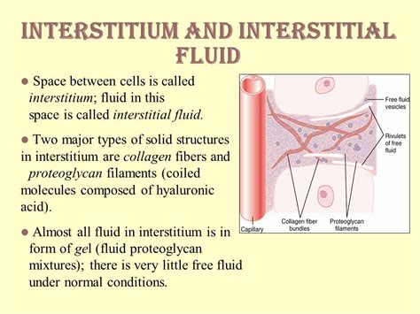 Meet the Interstitium aka the San Jiao Channel » Three Moons ...