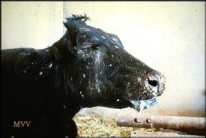 Rinderpest - Foreign Animal Disease Recognition