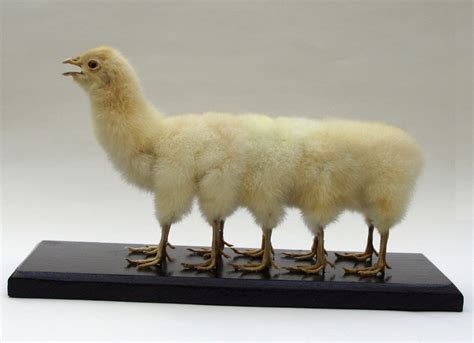 Ten Legged Taxidermied Chicken | BespokeBug