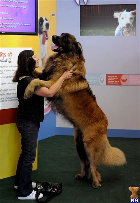 Leonberger Largest Dog Breeds