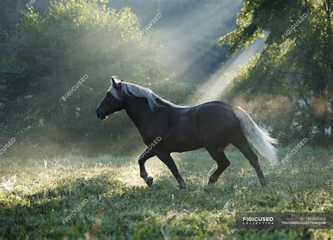 Black forest horse - Stock Photos, Royalty Free Images | Focused