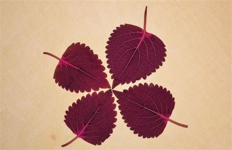 Free Images : branch, plant, flower, purple, petal, red, color, natural, pink, circle, maple ...