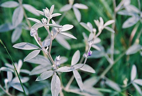 Minnesota Seasons - silverleaf scurfpea