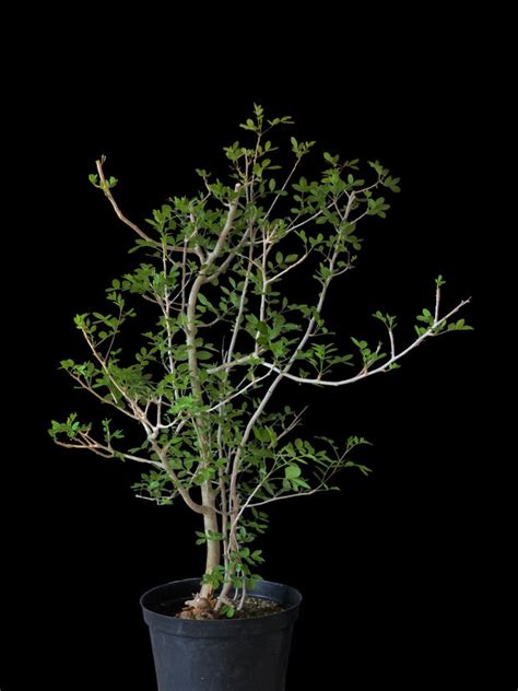 Bursera fagaroides – Tropiflora