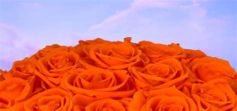 Orange Roses: History, Meaning, and Symbolism