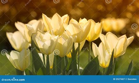 Sunset tulips stock image. Image of colour, park, blossoming - 2527607